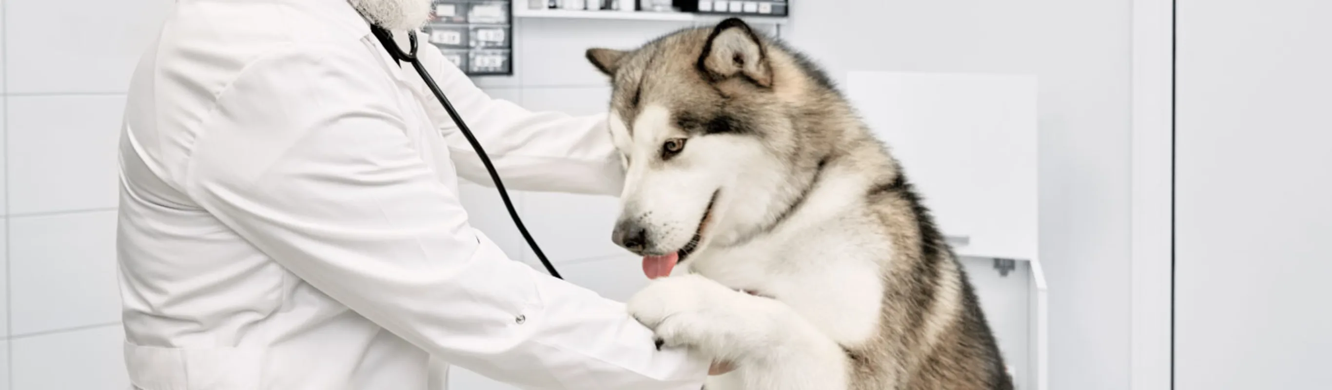 Husky examine by Veterinarian